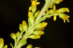 Wrinkleleaf goldenrod